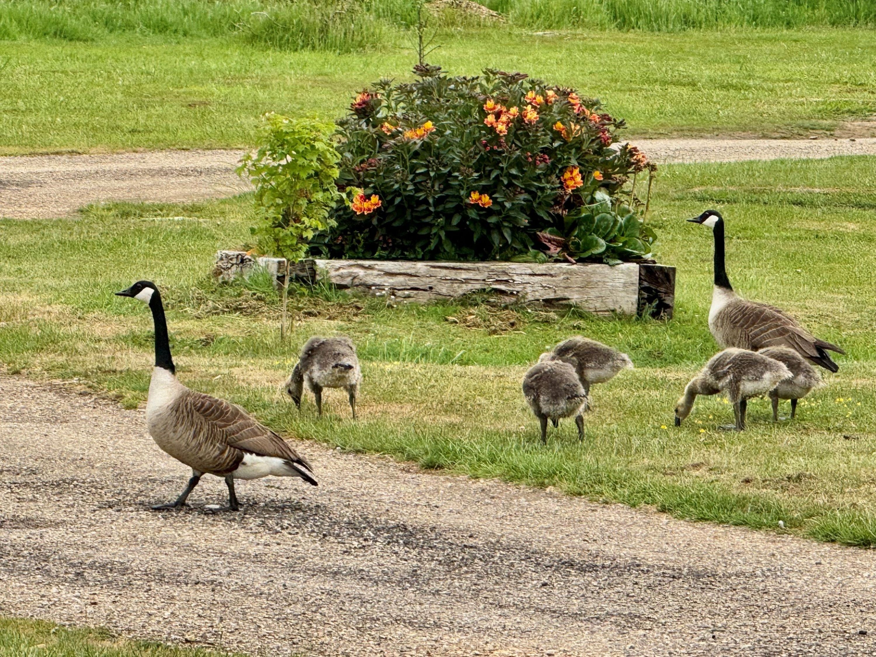 Meadow Field 14